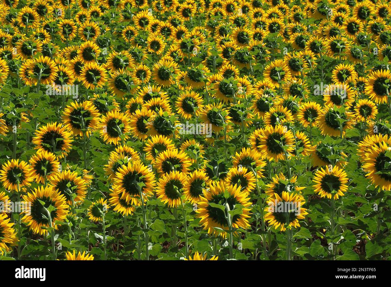 Feld mit Sonnenblumen, Sonnenblumenköpfe von der Sonne abgewendet, Sonnenblumen (Helianthus), Frankreich Stockfoto
