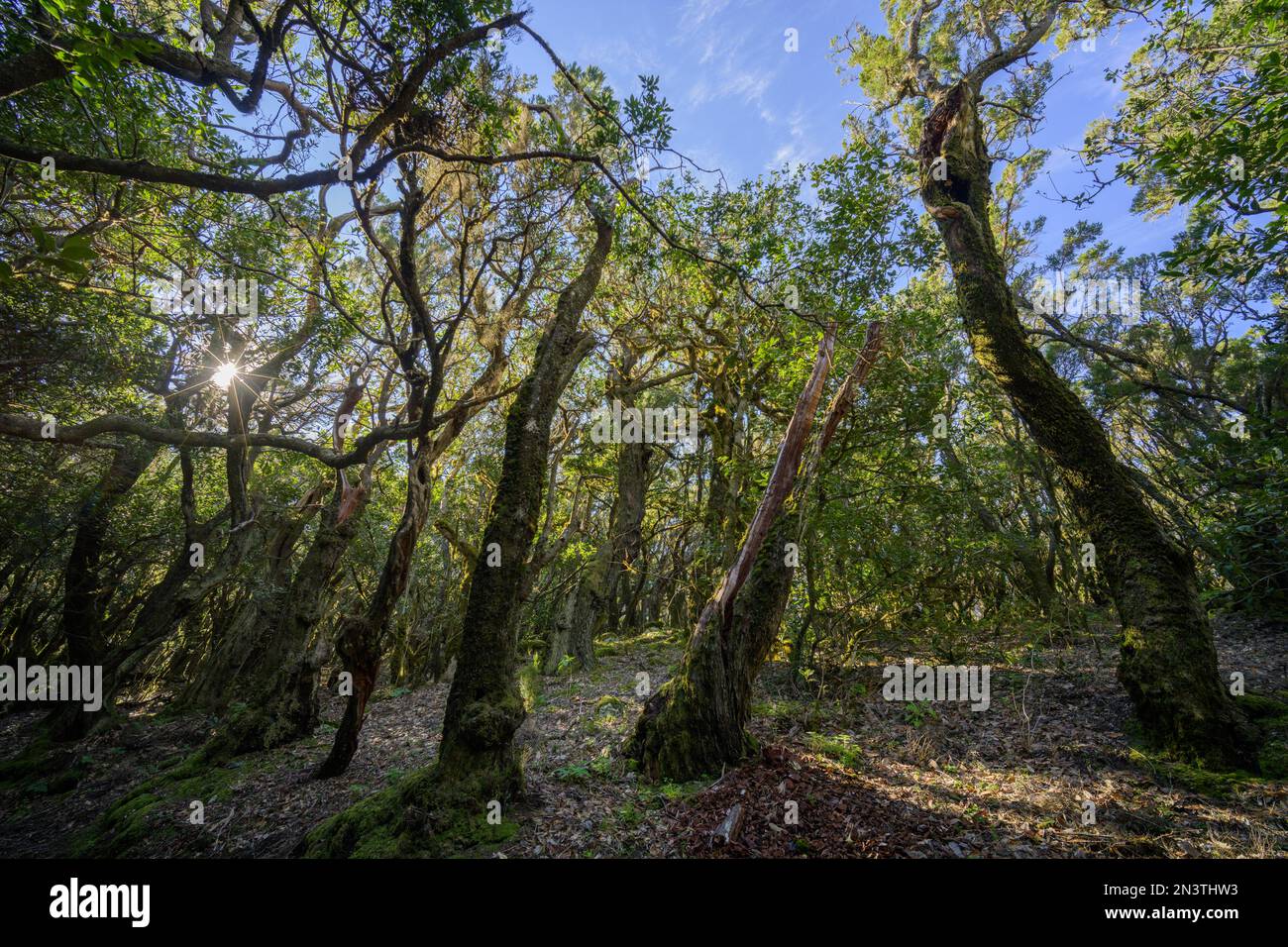 Mossenwald im Sonnenlicht, Arure, La Gomera, Spanien Stockfoto
