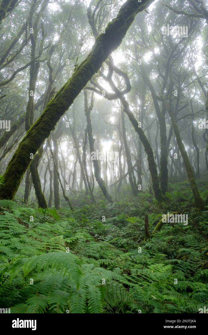 Laurel Forest, Epina, La Gomera, Spanien Stockfoto