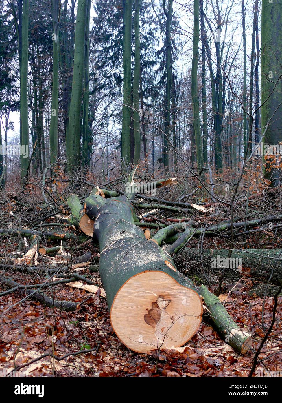 Frisch fällter Buchenbaum (Fagus) im Winterwald Stockfoto
