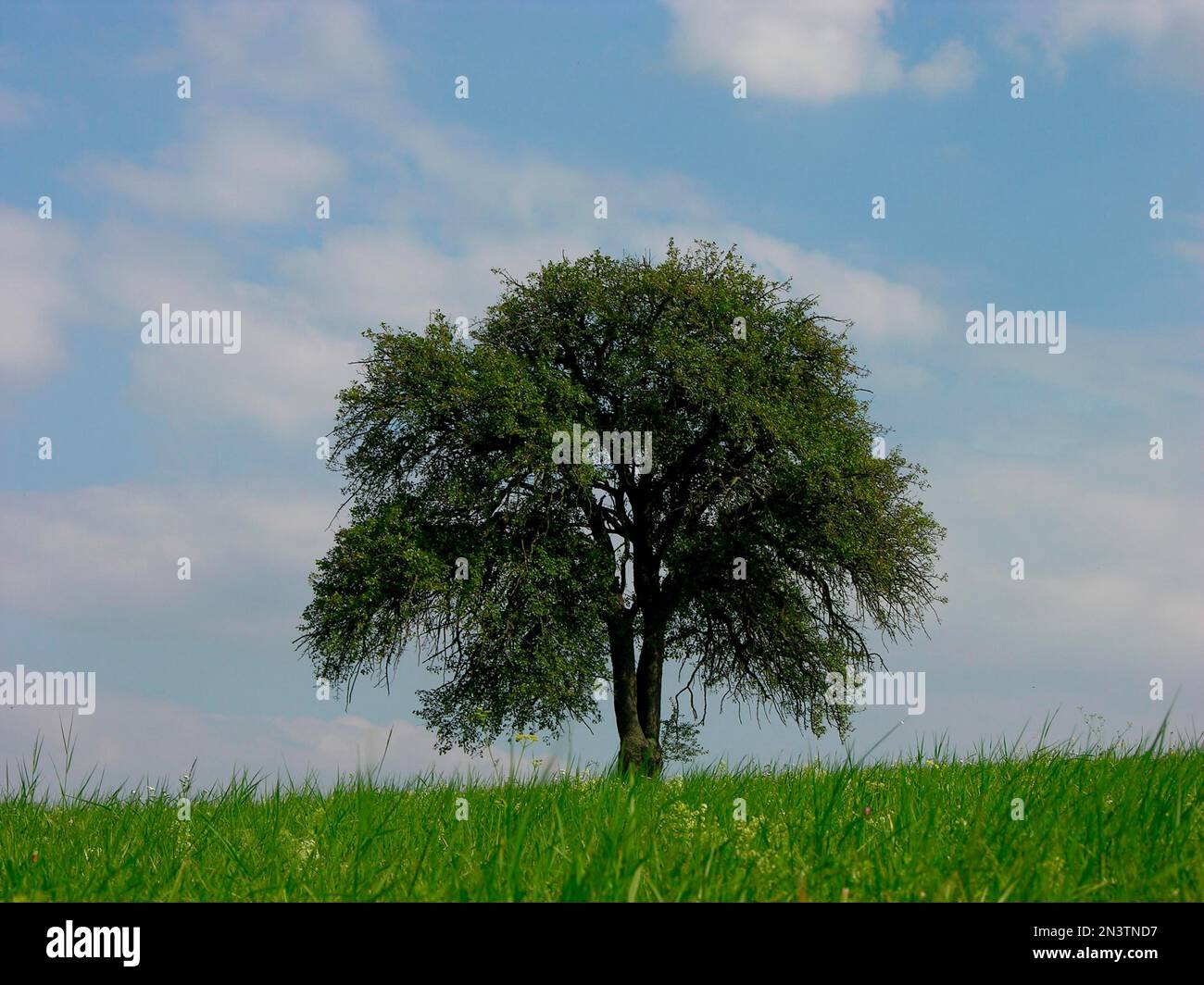 Birnenbaum, gewöhnlicher Plantain, Heilpflanze Stockfoto