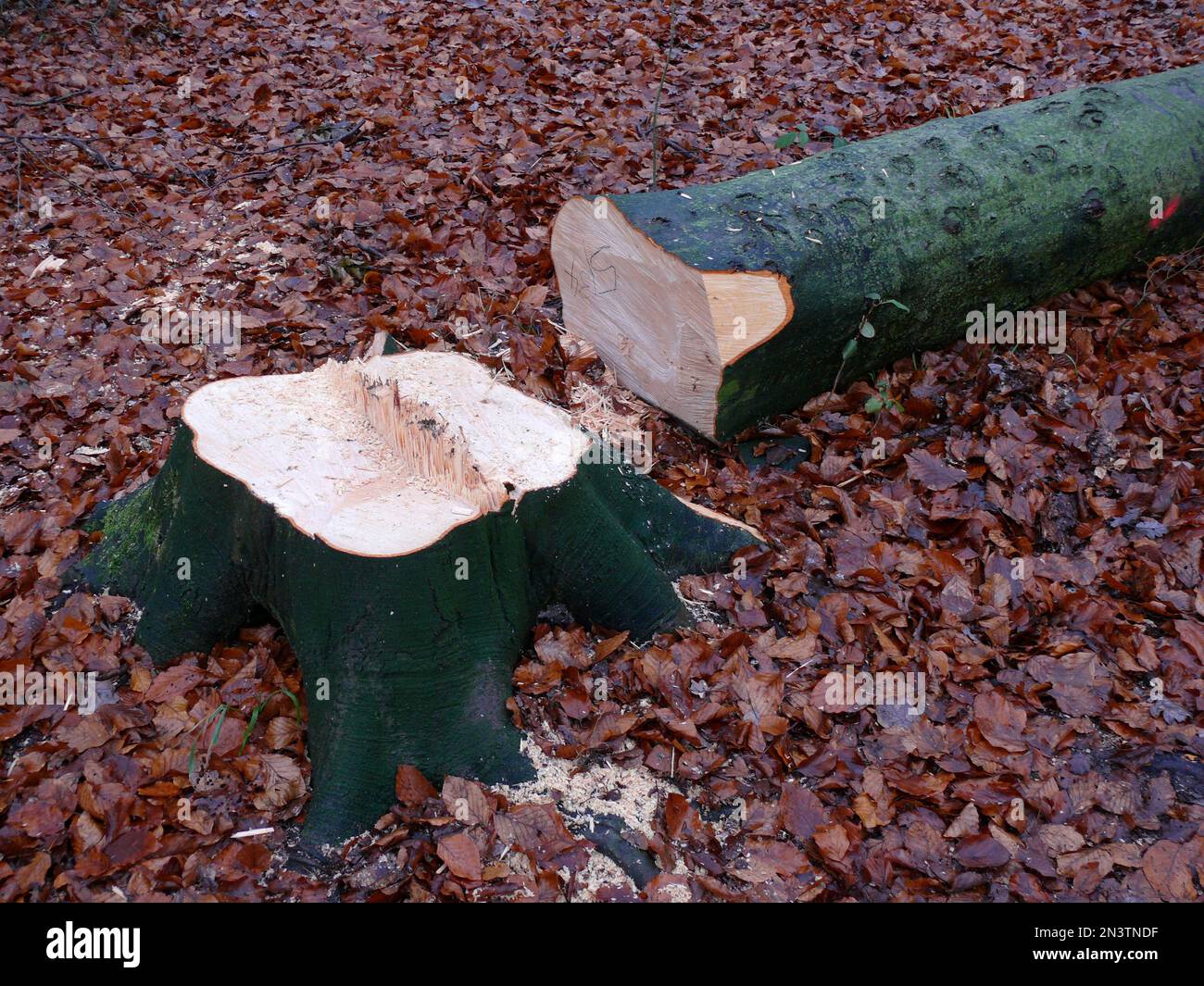 Frisch fällter Buchenbaum (Fagus) im Winterwald Stockfoto