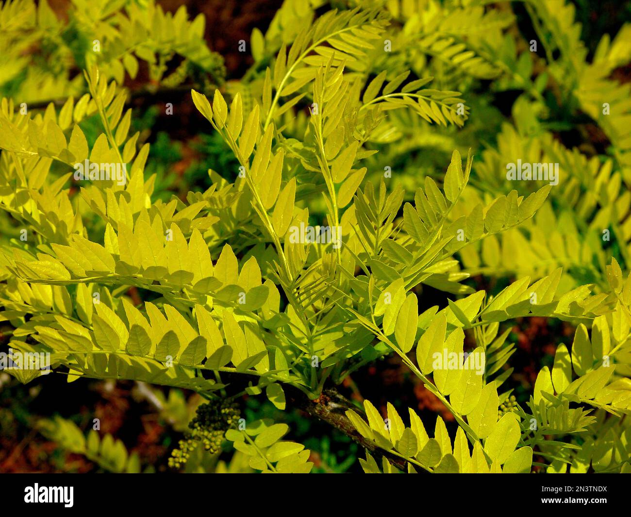 HonigJohannisbrot (Gleditsia triacanthos), gelber gleditschie, Lederklotz, falscher Christusdorn Stockfoto