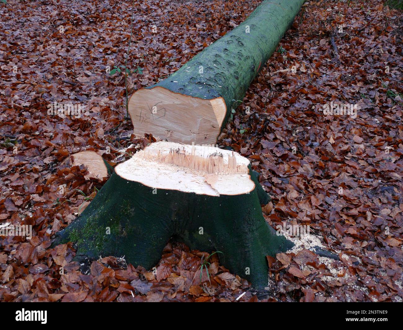 Frisch fällter Buchenbaum (Fagus) im Winterwald Stockfoto