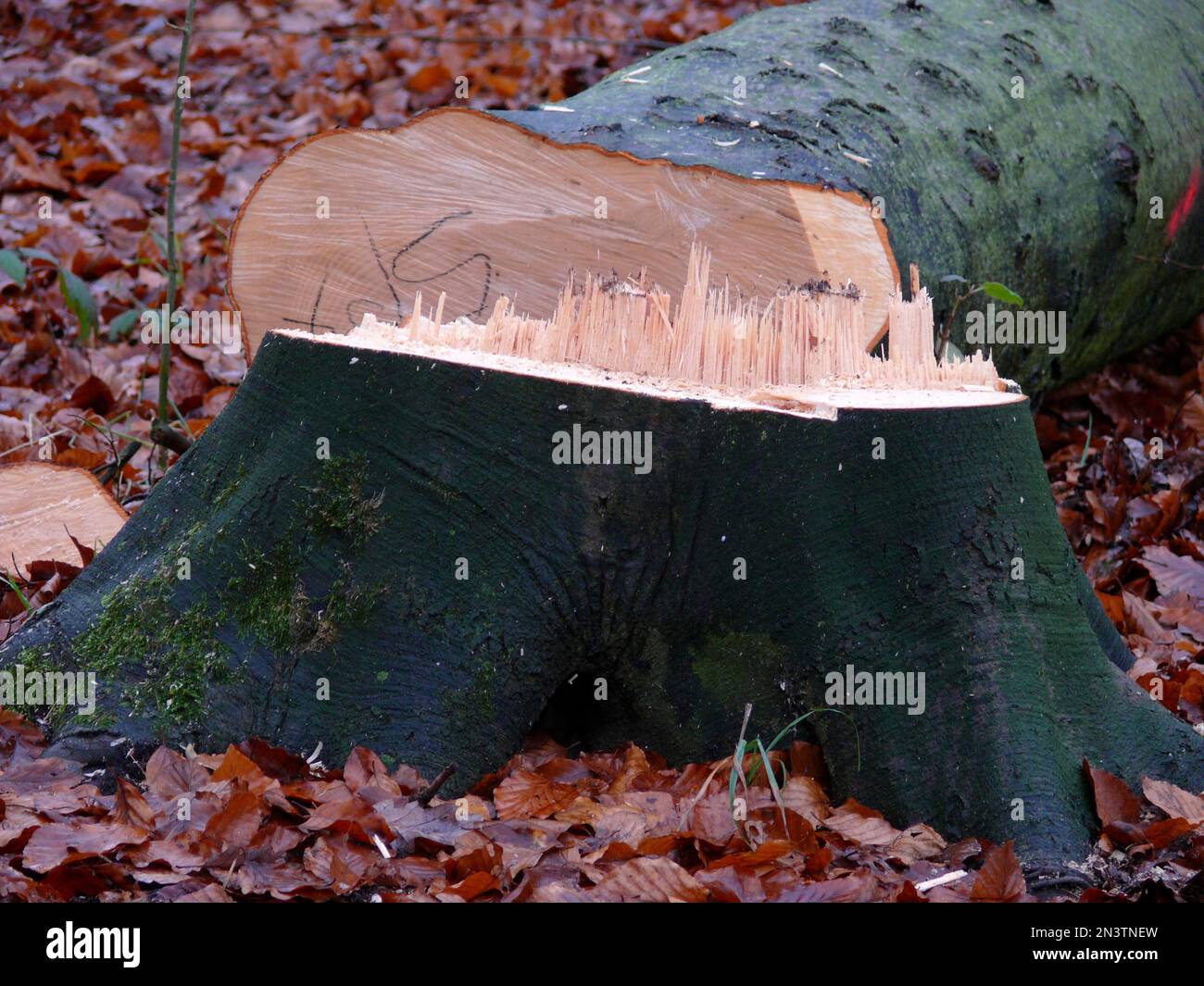 Frisch fällter Buchenbaum (Fagus) im Winterwald Stockfoto