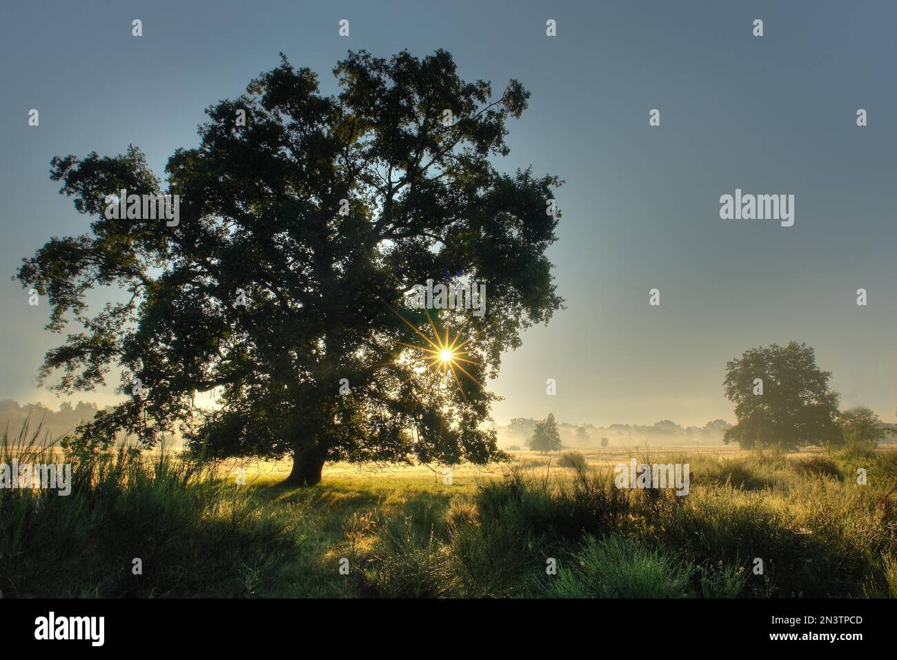 Eine halbe Stunde vor Sonnenaufgang an einem kalten Herbstmorgen im Naturschutzgebiet Hainberg bei Fürth. Mittelfranken in Bayern. Deutschland Stockfoto