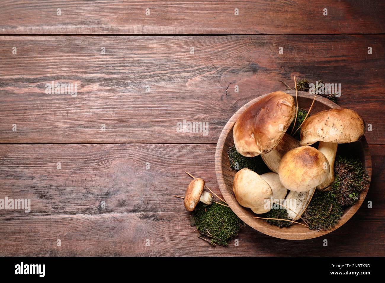 Frische Wildporcini-Pilze auf einem Holztisch, Blick von oben. Platz für Text Stockfoto