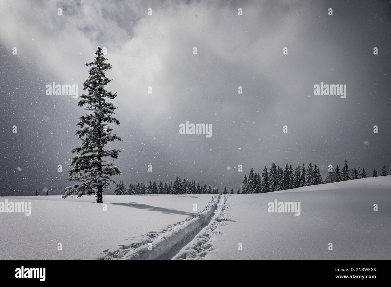 Schneebedeckte Berglandschaft mit Bäumen im Winter bei Schneefall, Rangiswanger Horn, Sonthofen, Oberallgaeu, Bayern, Deutschland Stockfoto