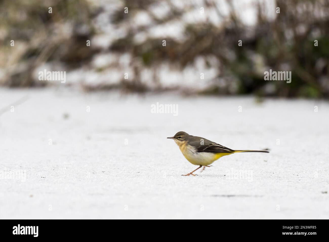 Grauer Schwanz (Motacilla cinerea) auf Eisfläche, Hessen, Deutschland Stockfoto