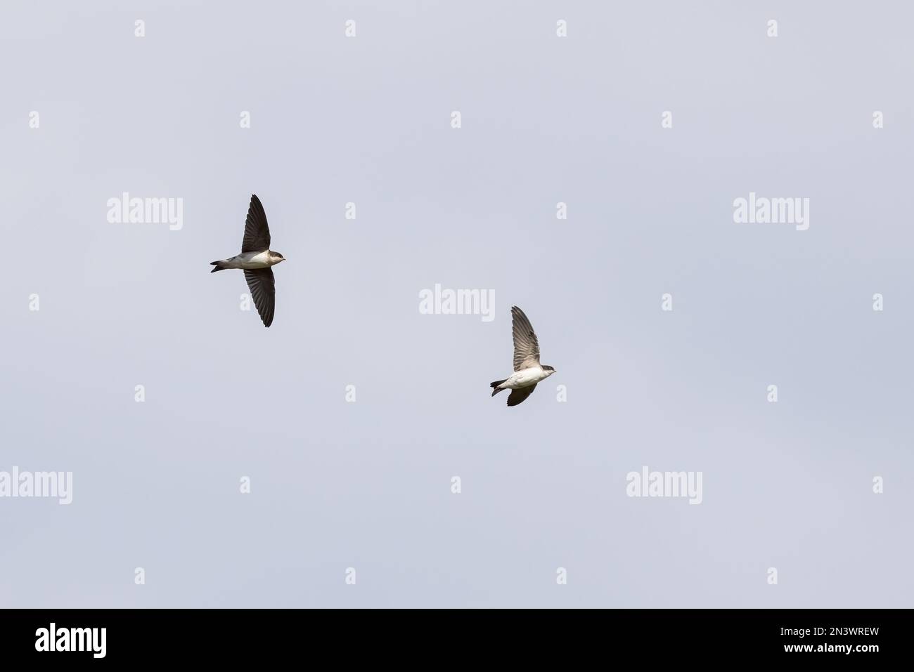 House Martins [ Delichon urbicum ] 2 junge Vögel im Flug über uns Stockfoto