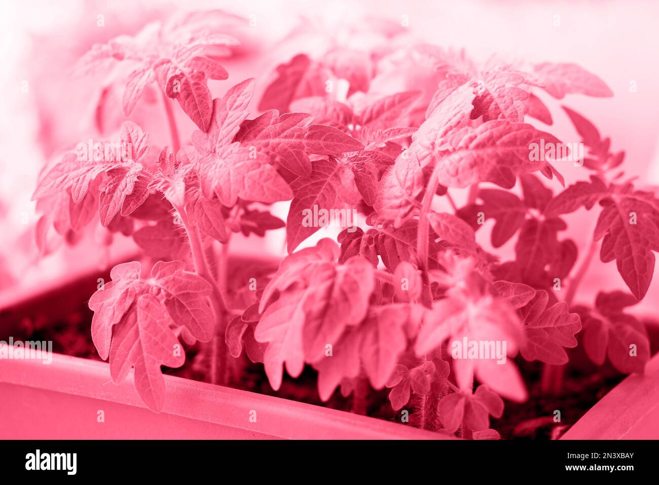 Junge Tomatenkeimlinge im grünen Behälter Stockfoto