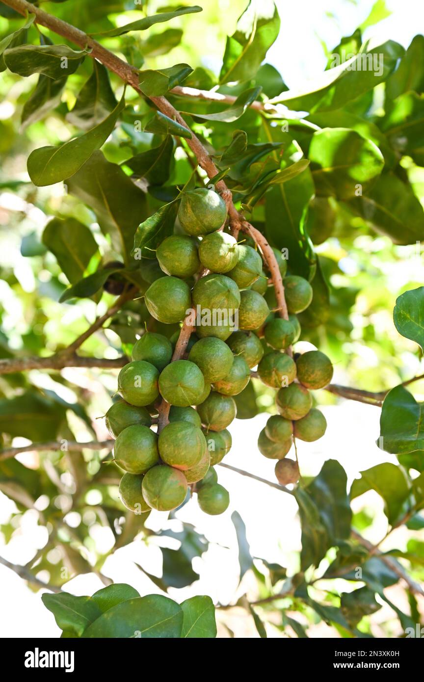 Macadamia-Nüsse auf Macadamia-Baumpflanze, frische, natürliche rohe  Macadamia-Nüsse im Garten, Pflanzen von Macadamia-Nussfrüchten, die auf die  Ernte warten Stockfotografie - Alamy