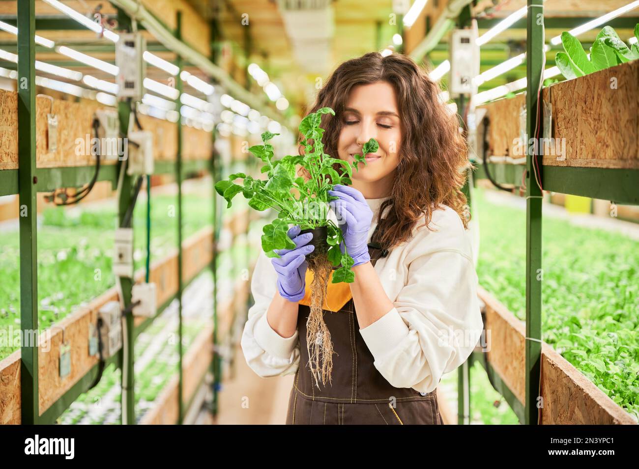 Gärtnerin, die den Duft grüner Rucola-Blätter im Gewächshaus genießt. Eine Frau in Gartenhandschuhen, die einen Topf mit grüner Pflanze hält und frische aromatische Blätter riecht. Stockfoto