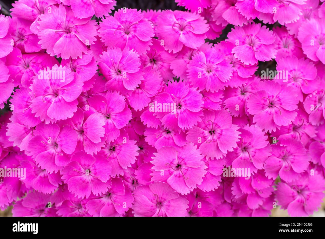 Dianthus Whatfield Magenta, rosa Whatfield Magenta, mehrjährig, magentafarbene Blumen, blau/grünes Laub Stockfoto