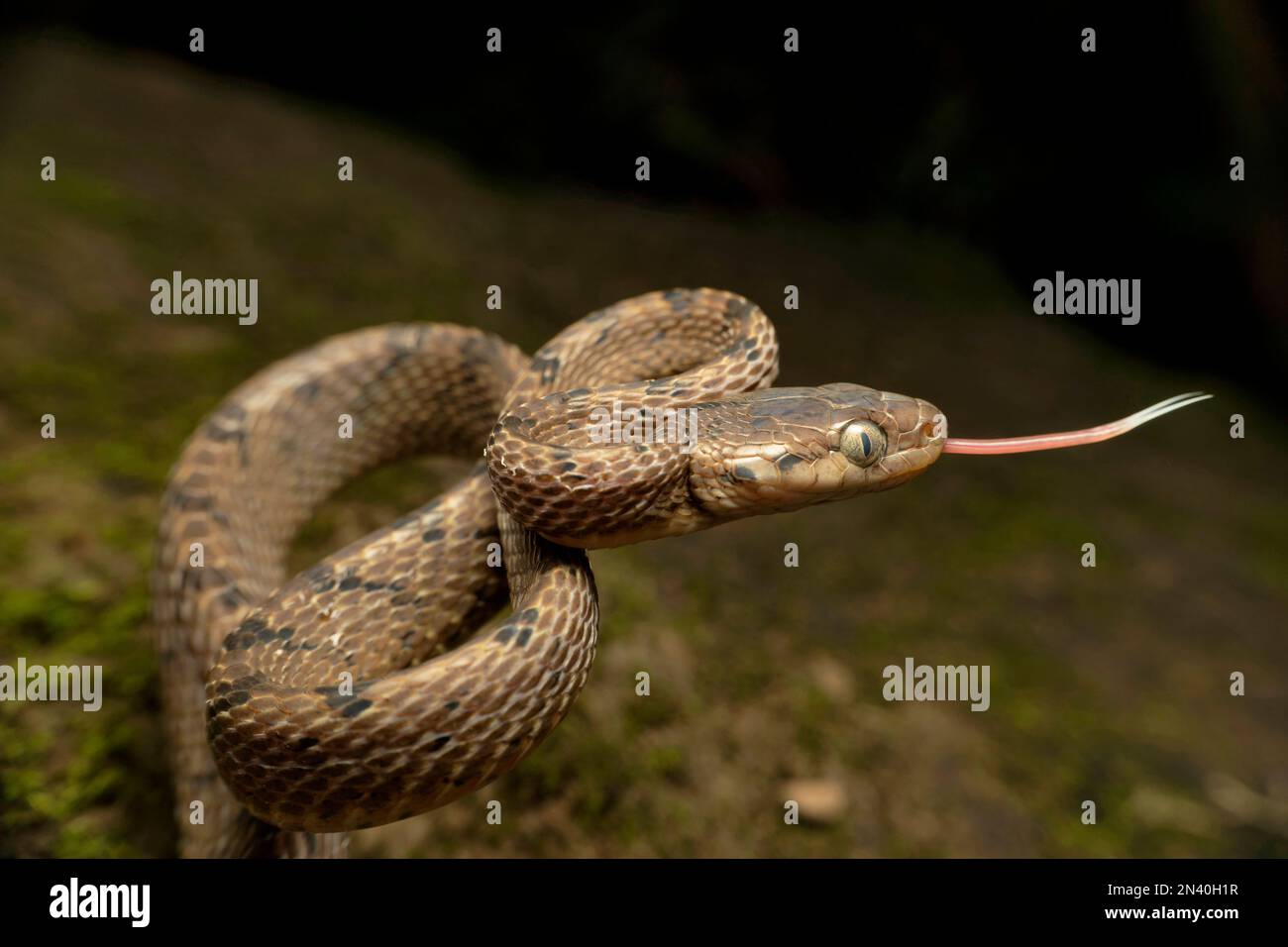 Boiga beddomei, gemeinhin als Beddome s Katzenschlange bekannt, ist eine Art von Schlange mit Heckfangen in der Familie Colubridae. Die Art ist im Weste endemisch Stockfoto