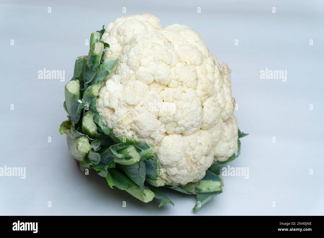 Blumenkohl/Karfiol mit weißem Hintergrund, Satara, Maharashtra, Indien Stockfoto