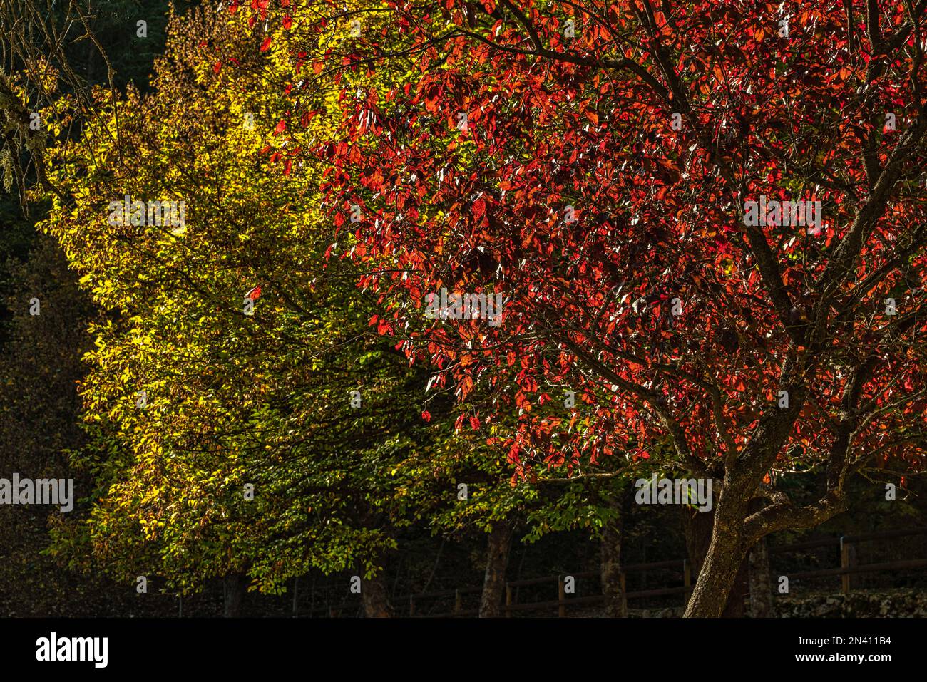 Baumkronen in gelben und roten Herbstfarben. Abruzzen, Italien, Europa Stockfoto