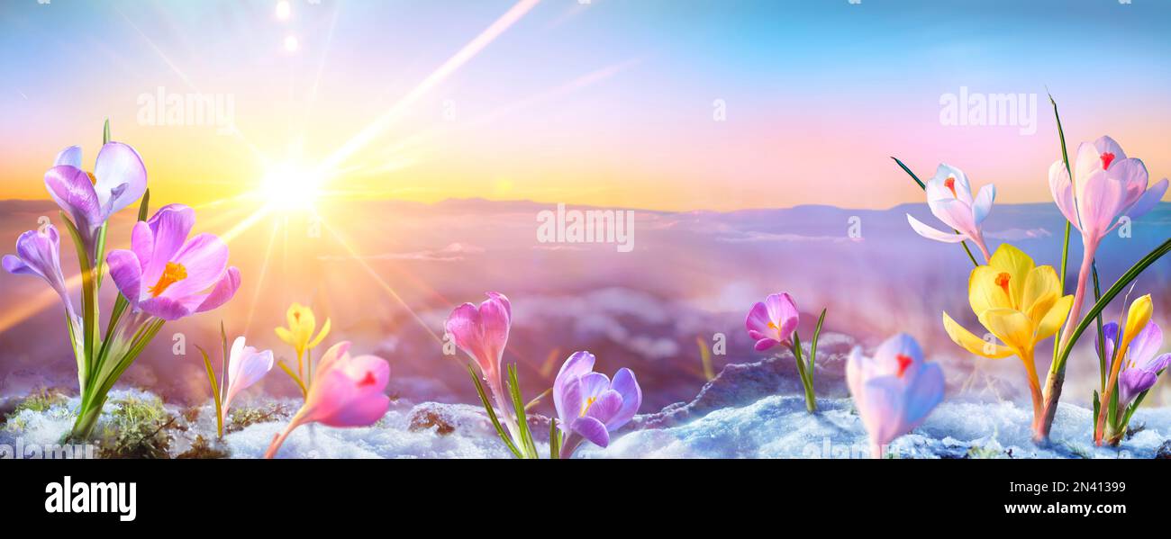 Frühlingsblumen - Crocus Blossoms On Melt Snow Mit Unschärfe-Effekt Im Sonnenlicht - Das Ende Des Winters Stockfoto