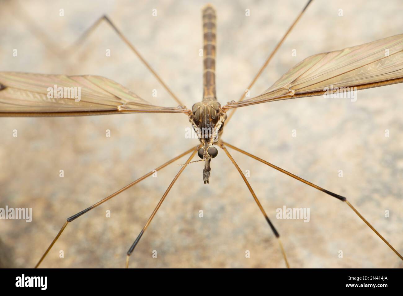 Großaufnahme von Crane Fly, Satara, Maharashtra, Indien Stockfoto