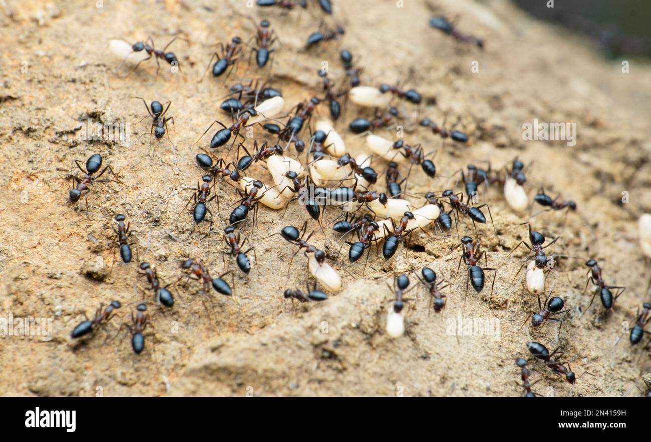 Schwarze Ameisenwechsel-Eier, Satara, Maharashtra, Indien Stockfoto