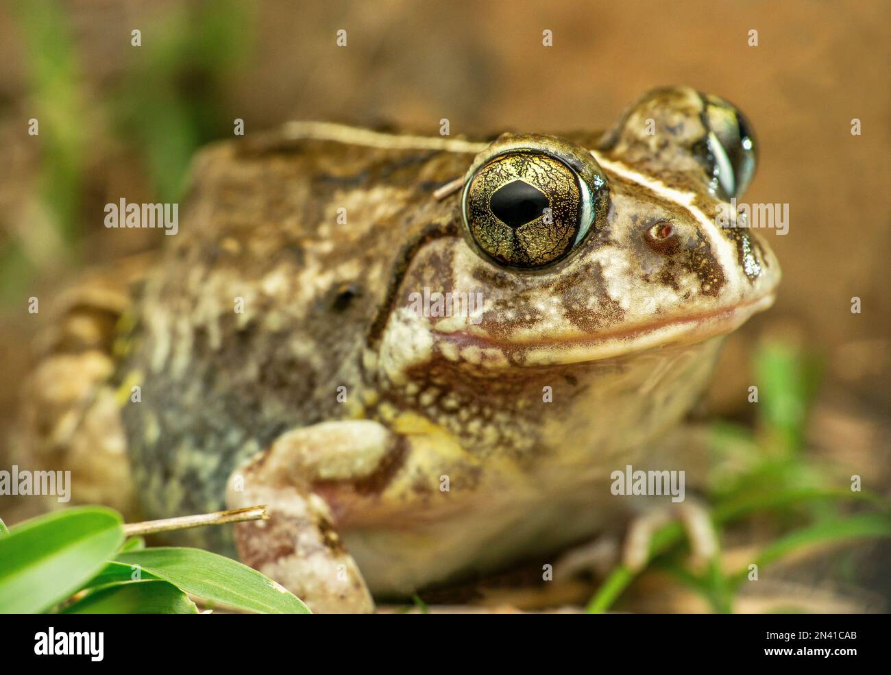 Der indische Grabfrosch, Sphaerotheca breviceps, Satara, Maharashtra, Indien Stockfoto