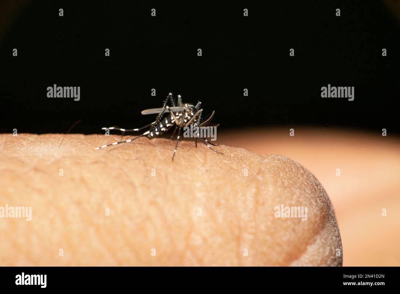 Aedes albopictus, Stegomyia albopicta, Familie Culicidae, auch bekannt als asiatische Tigermücke oder Waldmücke. Vektor des Chikungunya-Virus, Dengue Stockfoto