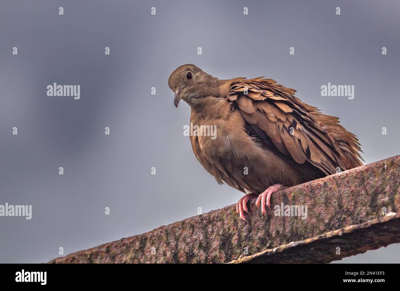 Nahaufnahme einer Ruddy Ground Dove mit grauem, wolkigen Himmel im Hintergrund Stockfoto Nahaufnahme einer Ruddy Ground Dove mit grauem, wolkigen Himmel im Hintergrund Stockfoto