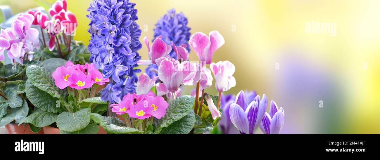 Nahaufnahme mit wunderschönen rosa und violetten Frühlingsblumen, die auf gelbem Hintergrund blühen, mit Panoramablick Stockfoto