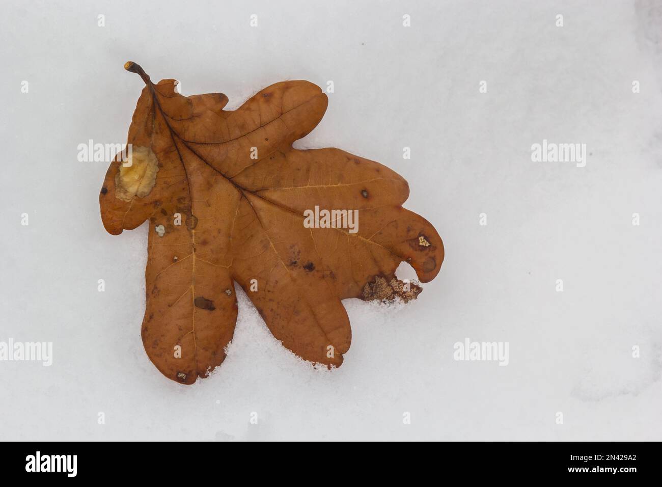 Herbsteichenblätter isoliert auf verschwommenem weißem Schneehintergrund, Orangeneichenblätter auf natürlichem Schneehintergrund, erster Schnee, Eichenblätter isoliert auf Schnee, Meer Stockfoto