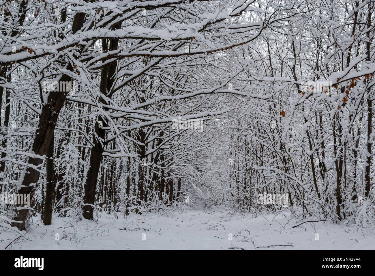 Frostige Äste und Stamm der Hornbalken im verschneiten Wald. Stockfoto