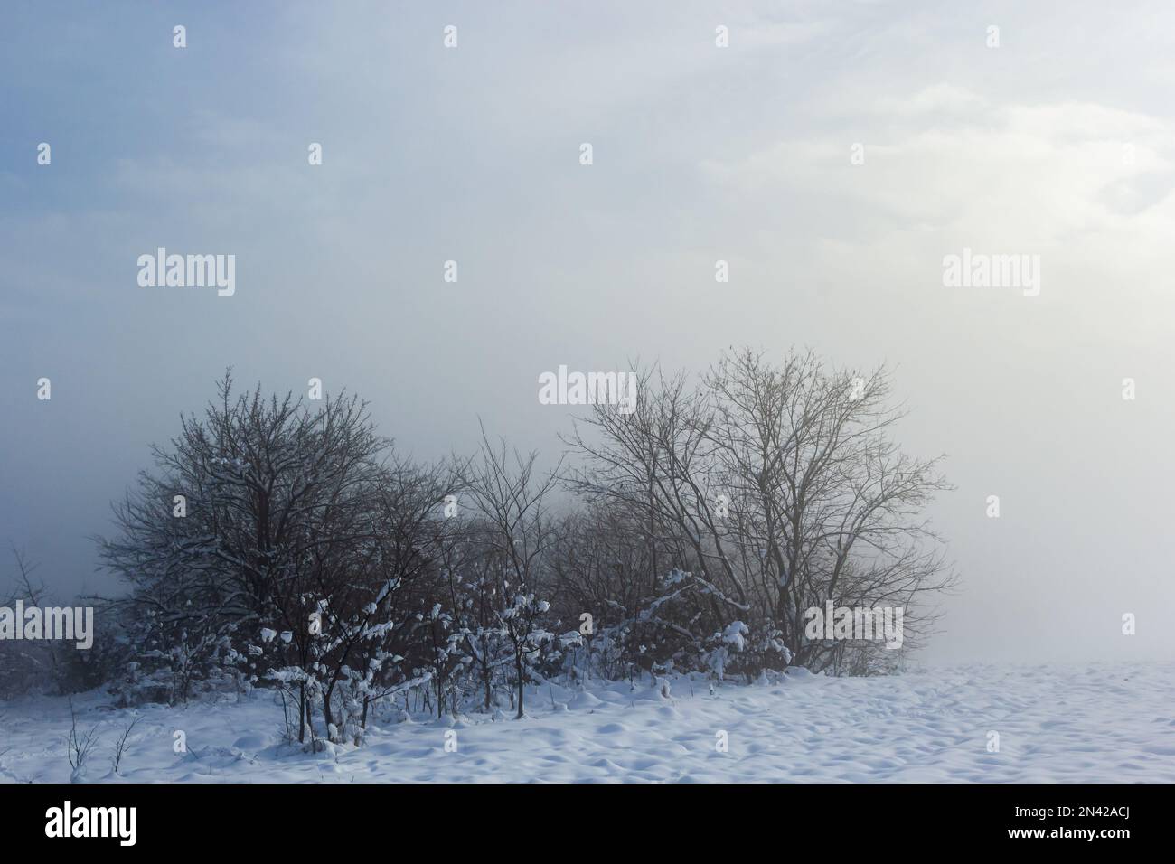 Winter verschneite frostige Landschaft. Der Wald ist schneebedeckt. Frost und Nebel im Park. Stockfoto