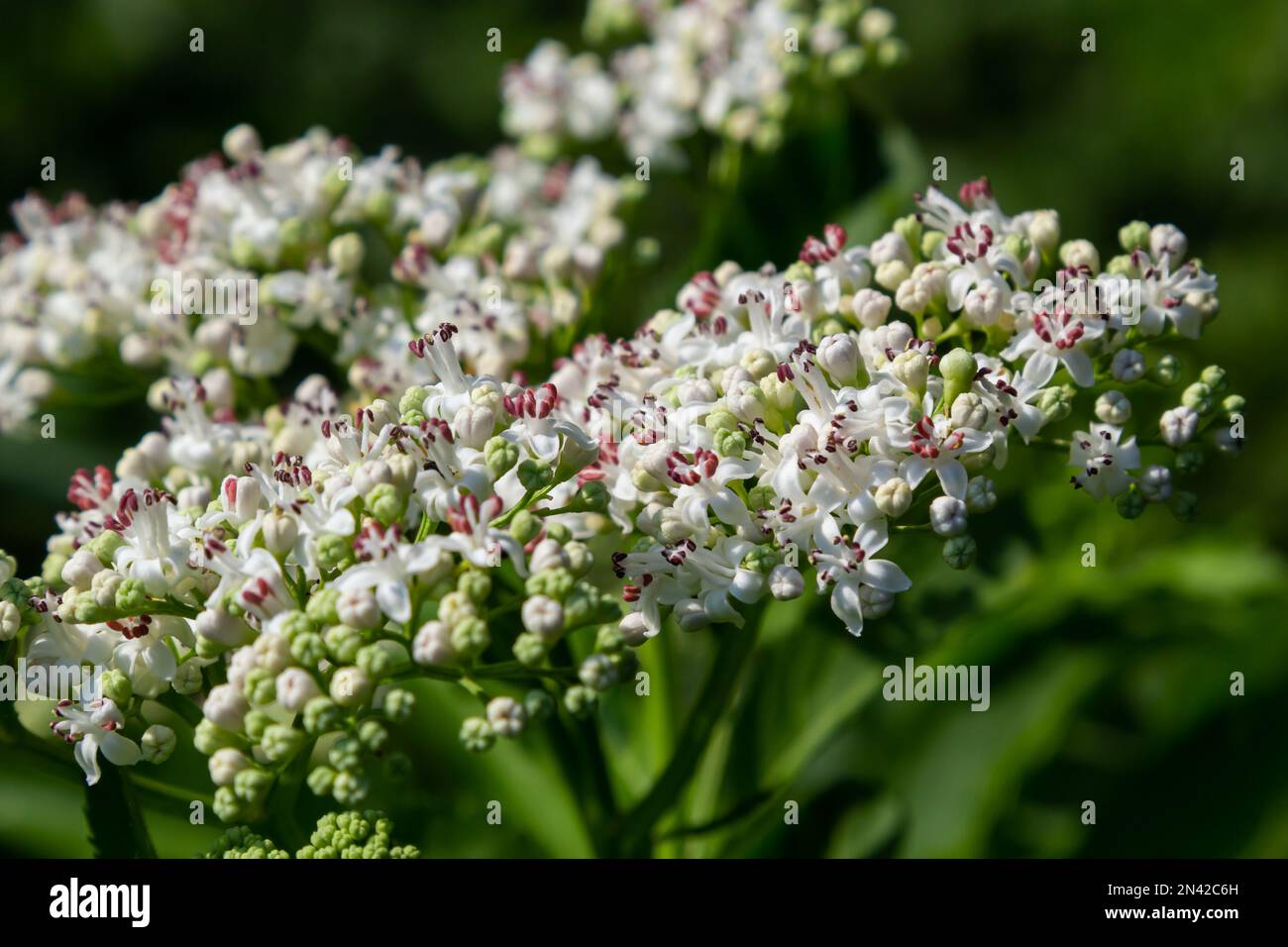 In der Wildnis blüht der krautige Sambucus ebulus im Sommer. Stockfoto