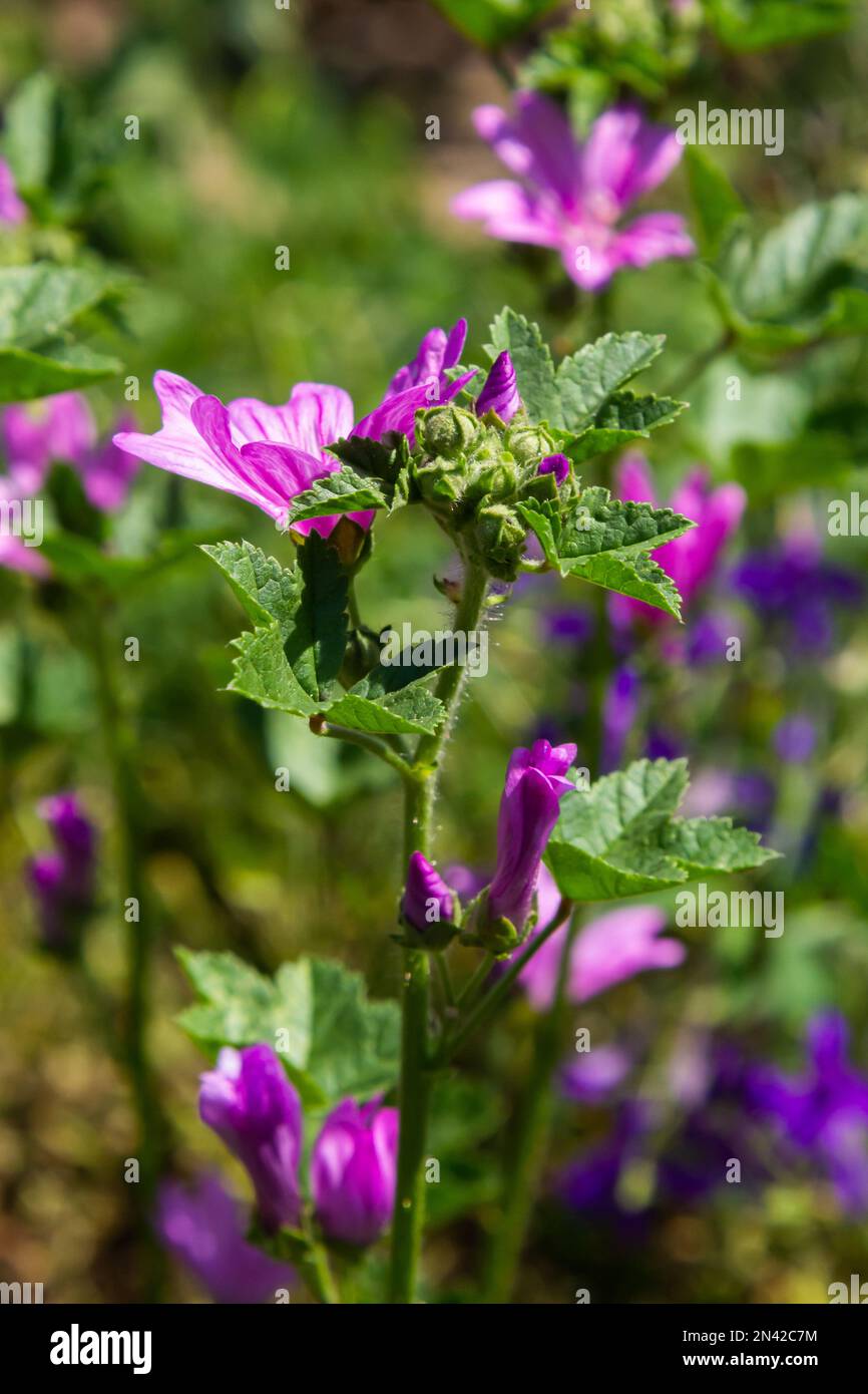 Malva thuringiaca Lavatera thuringiaca, der Gartenbaumallow, ist eine Art Blütenpflanze in der Mallow-Familie Malvaceae. Stockfoto
