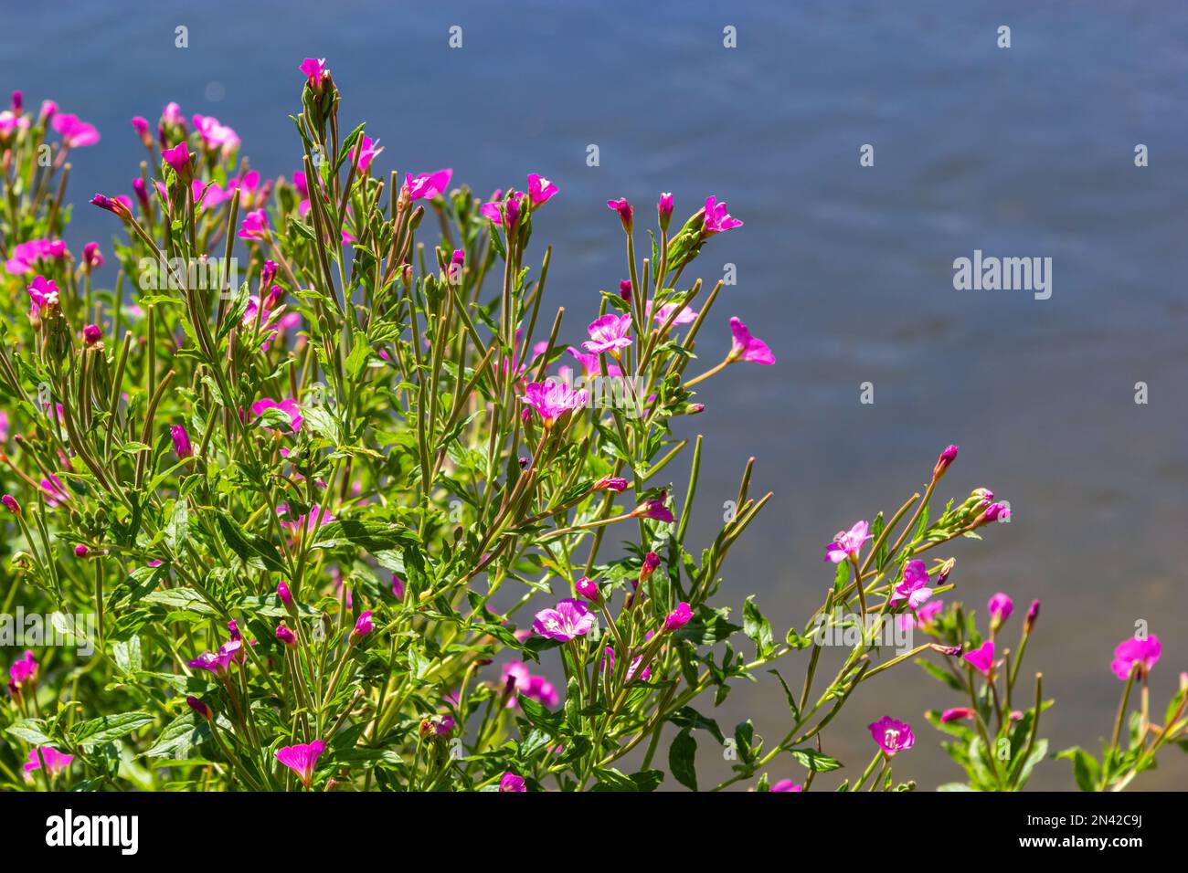 Eine Nahaufnahme eines blühenden Großen Weidewuchses, Epilobium hirsutum an einem späten Sommerabend in estnischer Natur. Stockfoto