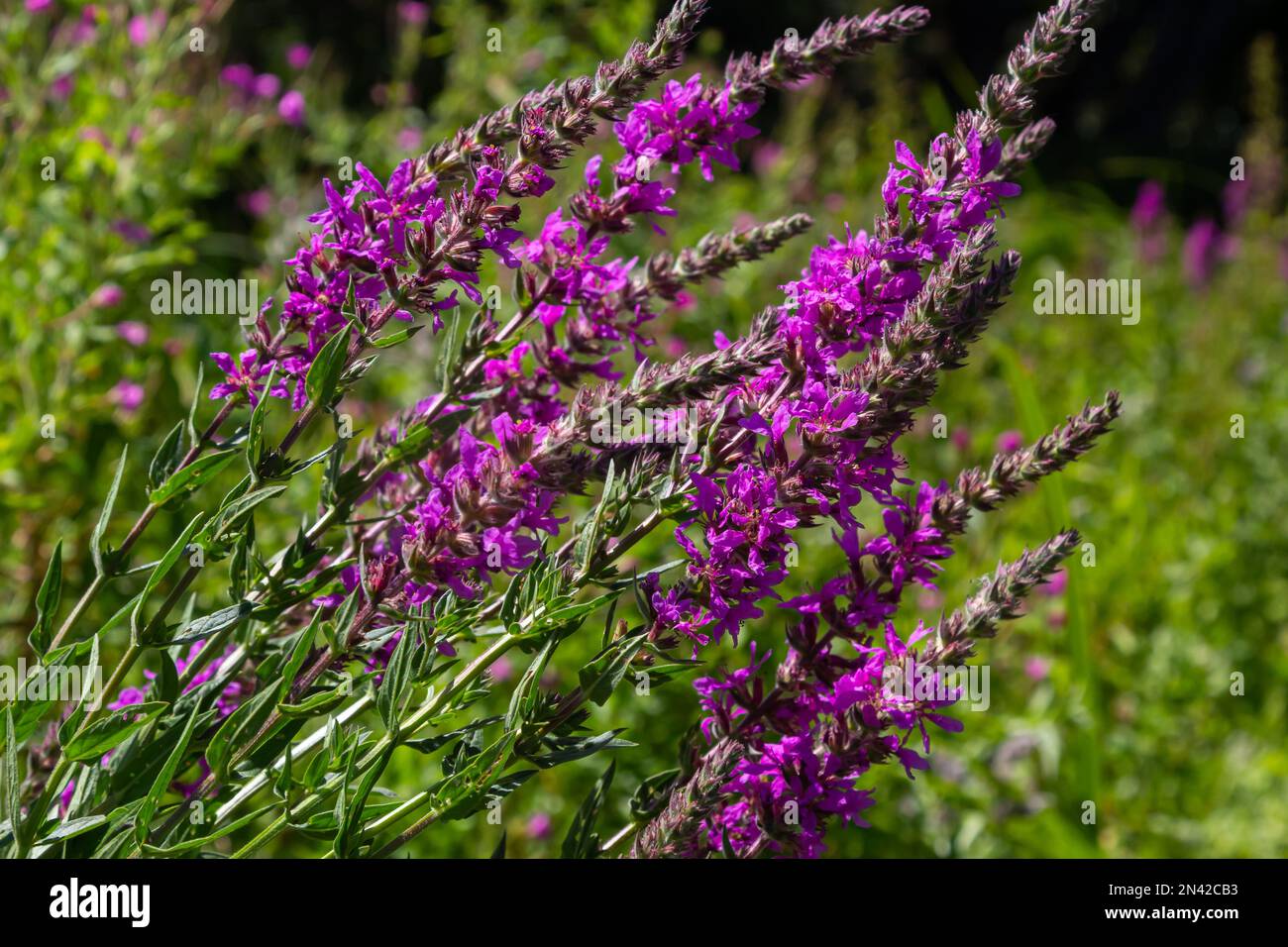 Lythrum salicaria rosa Blüten, lila Lockenstrife, mit Spikes versehenes Lockestrife, lila Lythrum auf grüner Wiese. Stockfoto