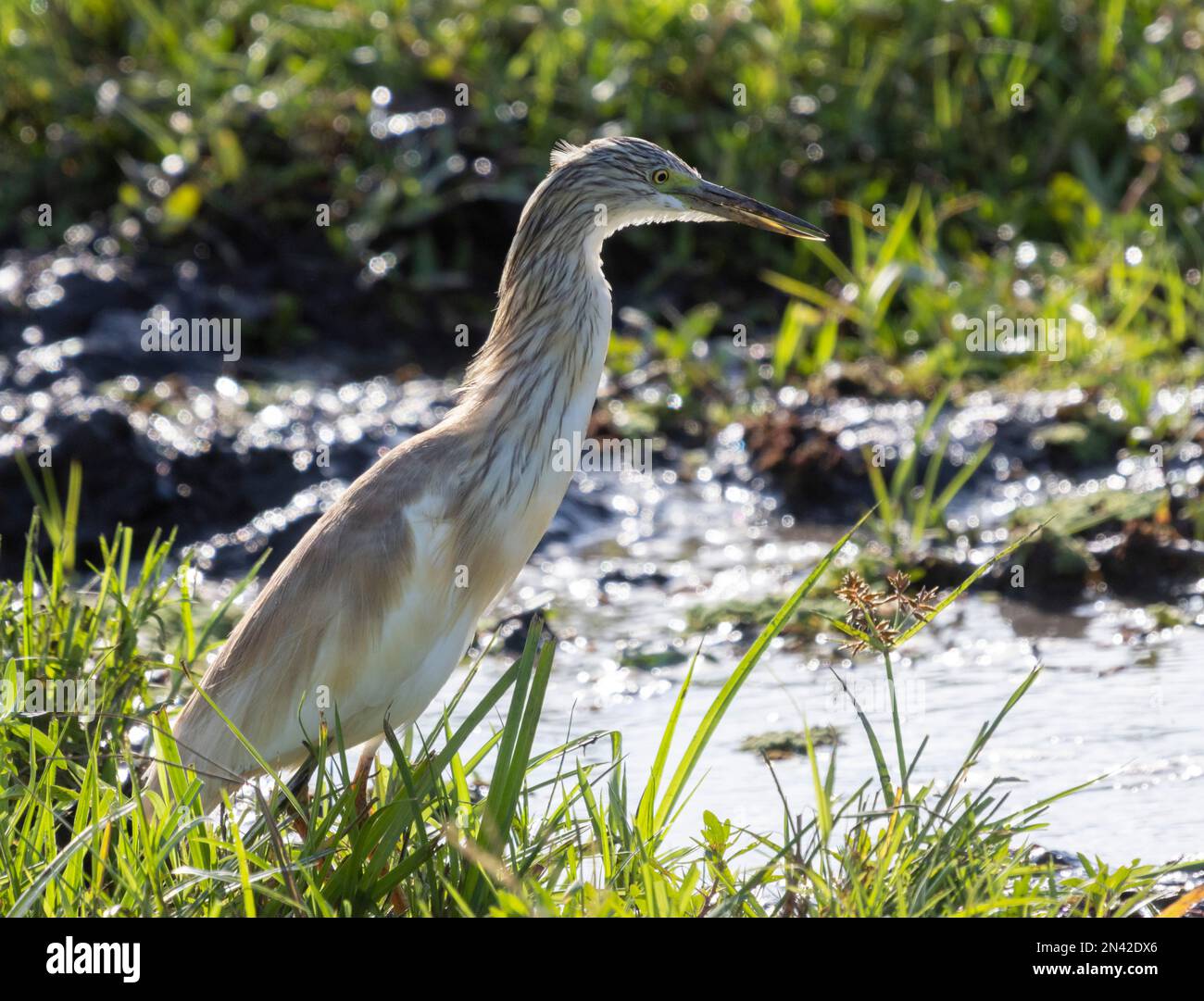 raucherreiher (Ardeola ralloides), Amboseli-Nationalpark, Kenia, Afrika Stockfoto