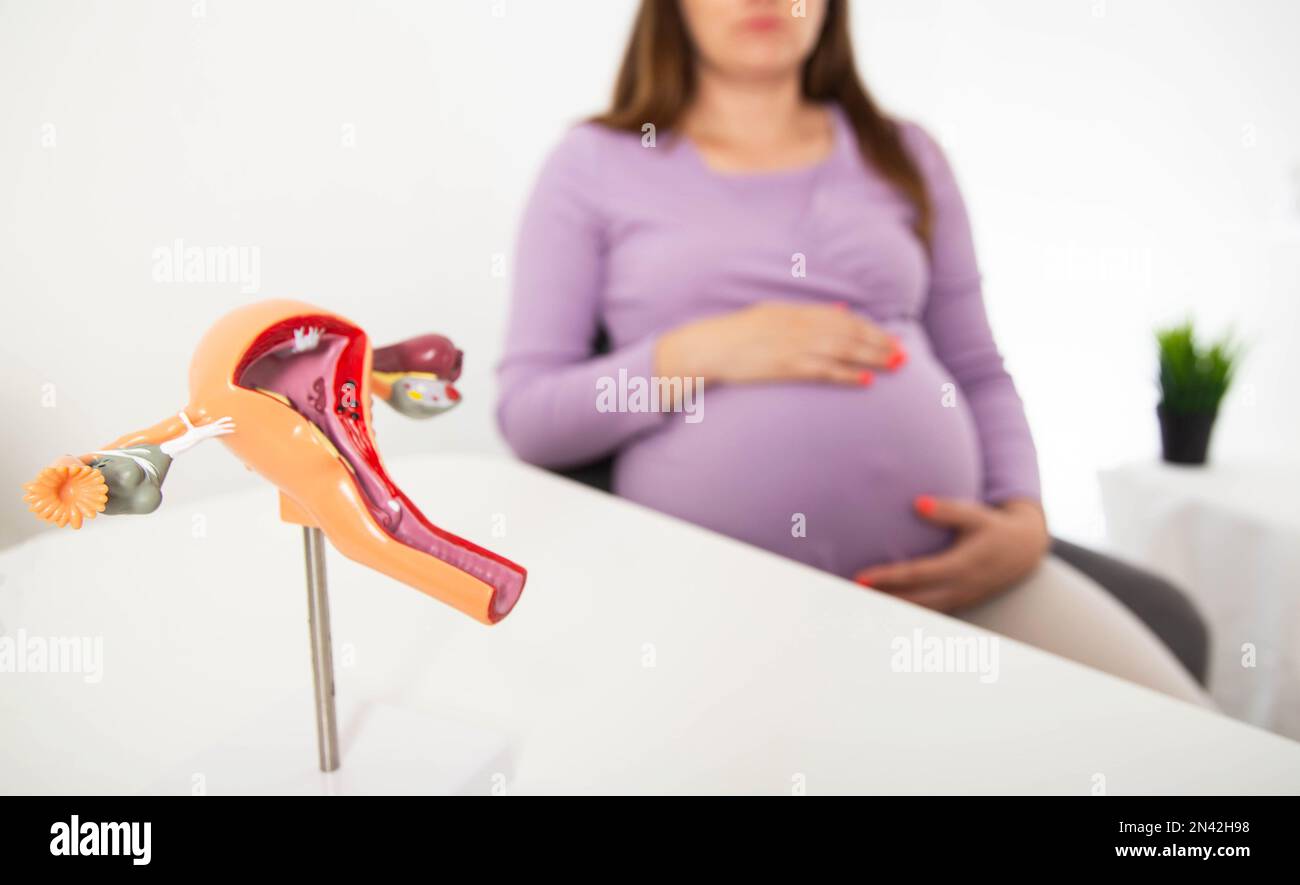 Modell des weiblichen Fortpflanzungssystems vor dem Hintergrund eines schwangeren Mädchens. Der Begriff der urogenitalen Genitalinfektionen, Mykoplasmen und tricho Stockfoto