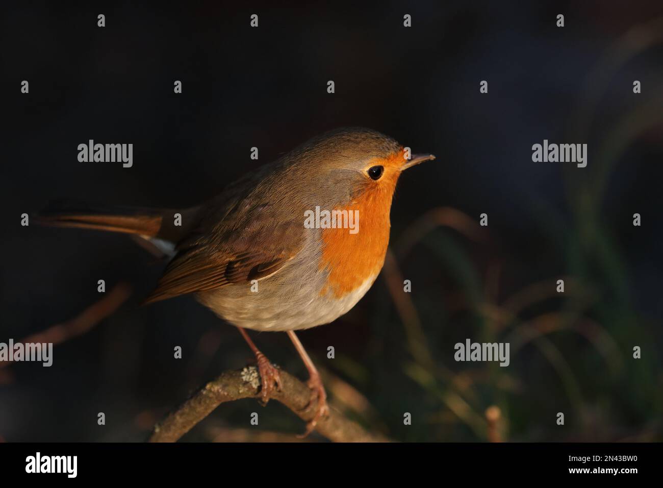 Europäisches Rotkehlchen auf einem Zweig, warme Sonnenuntergänge, europäische Rotkehlchen auf einem Zweig, warme Sonnenuntergänge Stockfoto