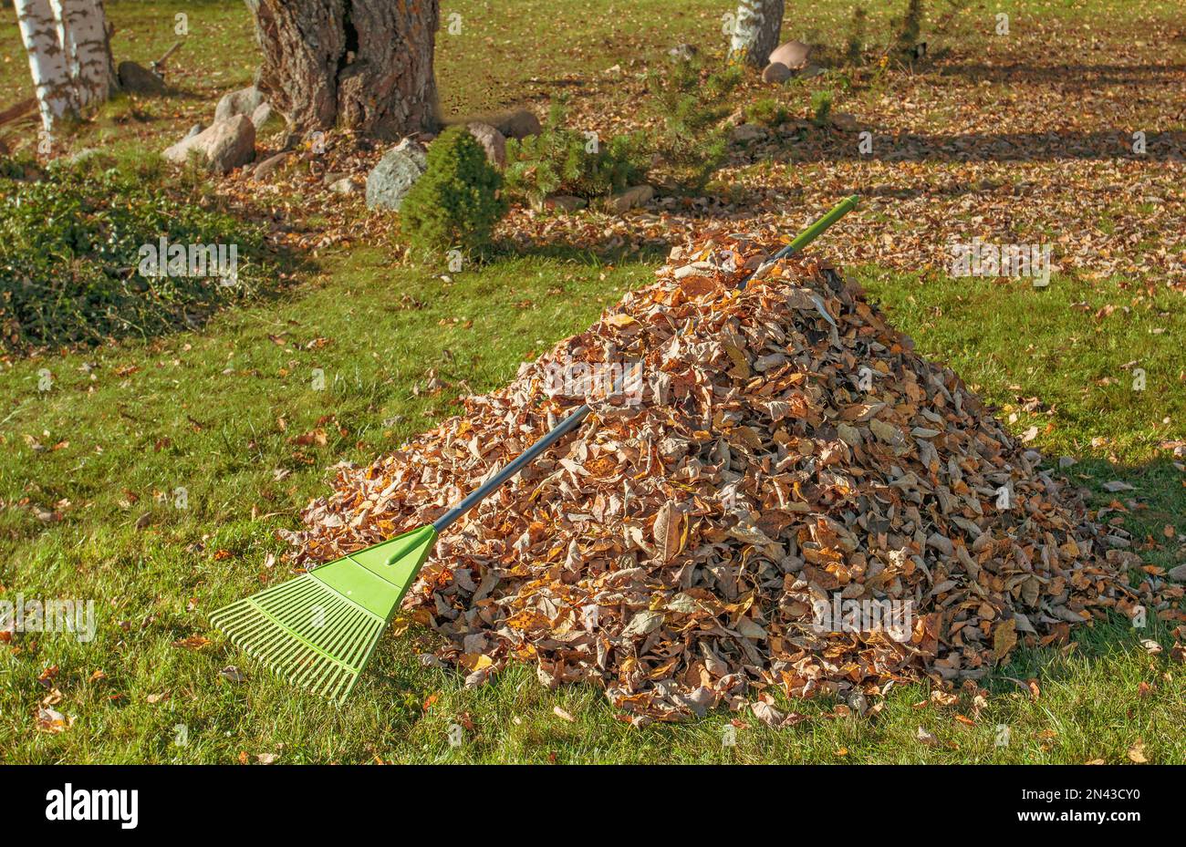 Herbstreinigung im Garten. Ein Haufen gesammelter Blätter auf dem Rasen an einem hellen, sonnigen Tag. Stockfoto