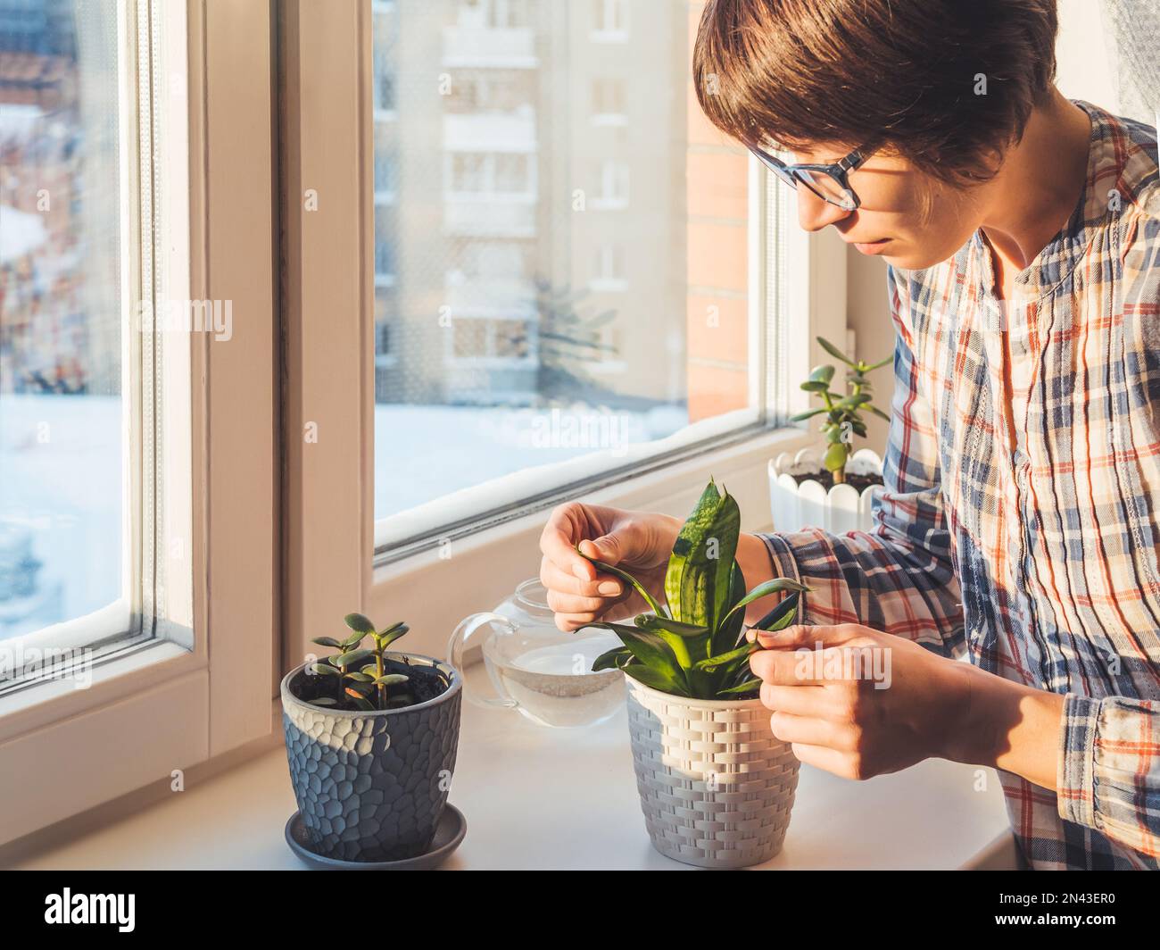 Die Frau kümmert sich in Blumentöpfen auf der Fensterbank um die Sukkkulenten. Sansevieria, Crassula. Friedliches botanisches Hobby. Gartenarbeit zu Hause. Sonnenuntergang im Winter. Stockfoto