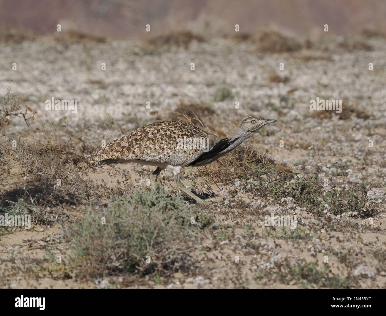 Die Halb-Wüstenebenen auf Lanzarote sind eine Hochburg für die Houbara-Bustard, obwohl es sich um eine gefährdete Art handelt, die Schutz und Unterstützung benötigt. Stockfoto