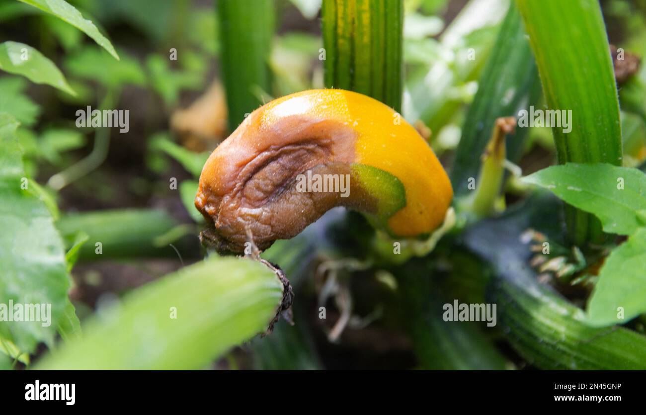 Verrottende Zucchini im Garten. Mangel an Spurenelementen und überschüssige Feuchtigkeit. Stockfoto