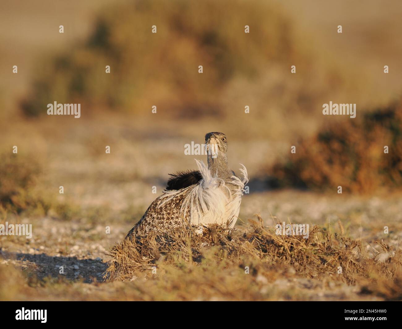 Die Halb-Wüstenebenen auf Lanzarote sind eine Hochburg für die Houbara-Bustard, obwohl es sich um eine gefährdete Art handelt, die Schutz und Unterstützung benötigt. Stockfoto