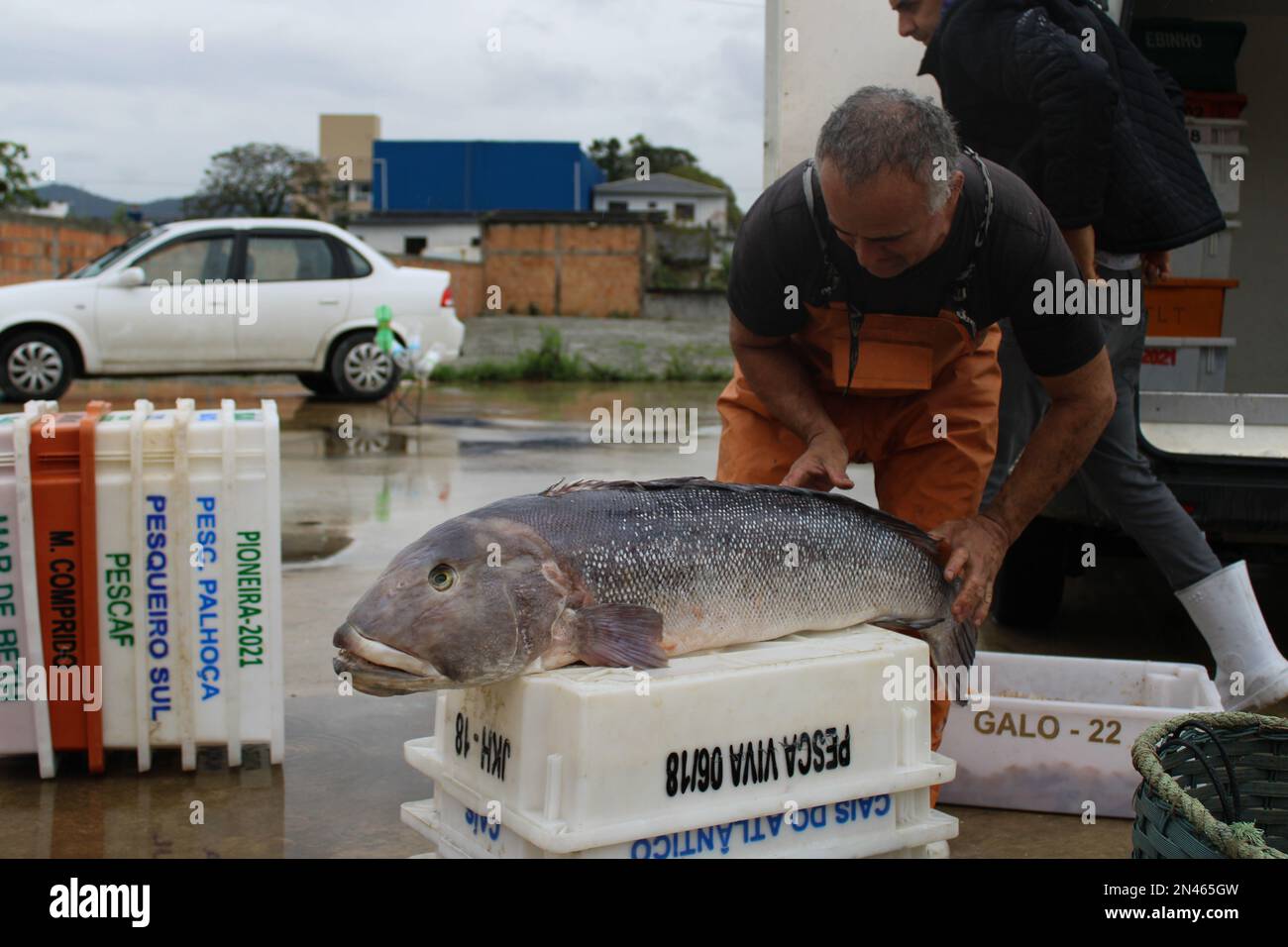 Peixe namorado, nome científico: P.numida capturado por pescadores na Região sul do brasil, sc. Pode chegar a um Metro, alto valor Econômico. Stockfoto