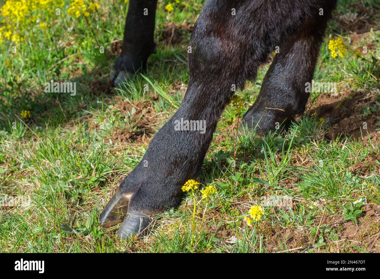 Nahaufnahme einer schwarzen Kuh an einem Klauenhuhn Stockfoto