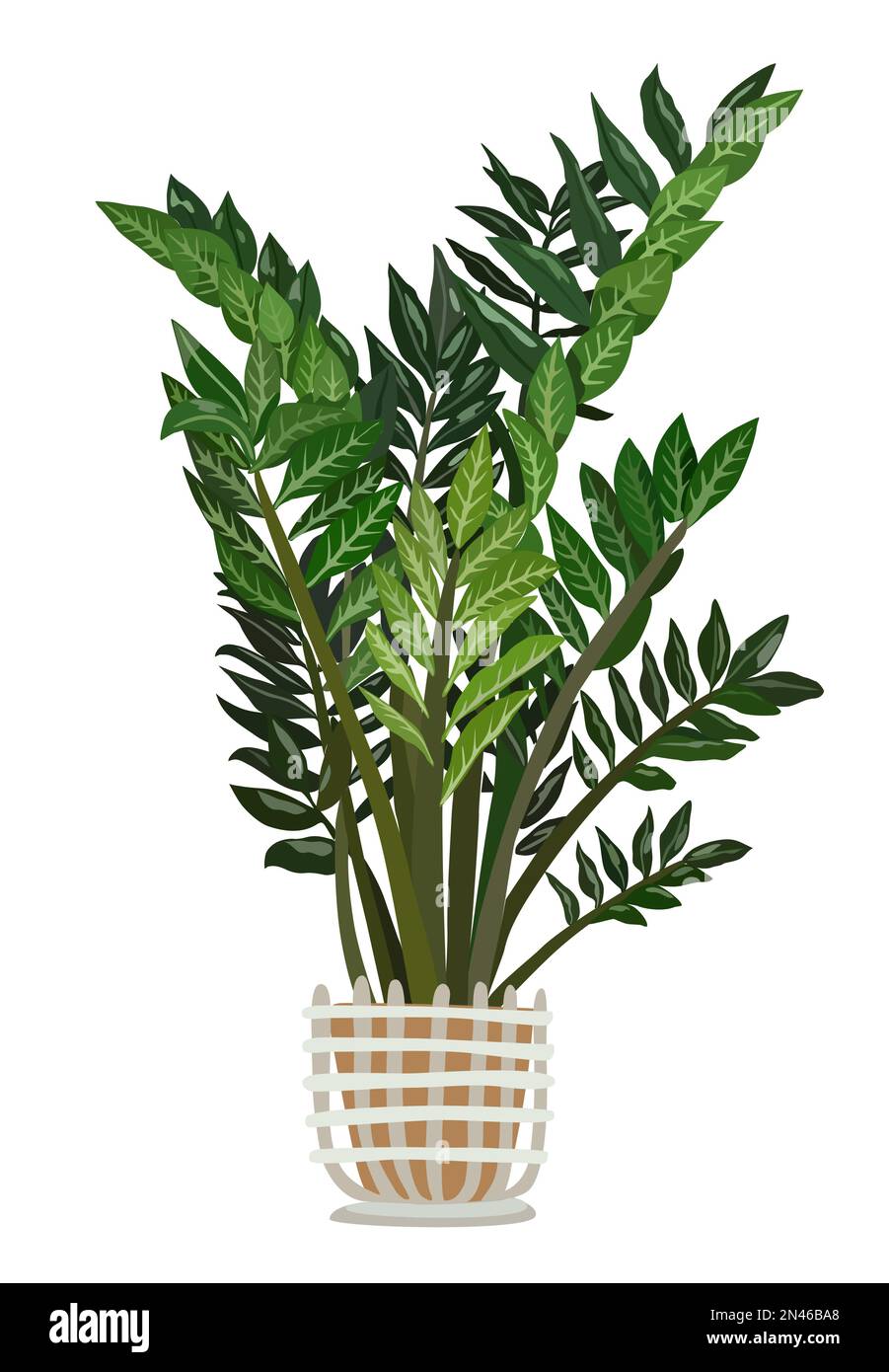 Zierpflanze Zamioculcas zamiifolia. Vektordarstellung der ZZ-Anlage für den Innenbereich Stock Vektor