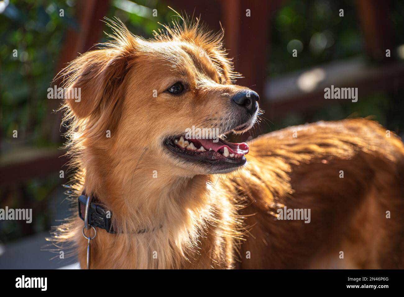 Porträt eines roten Mischhundes. Der Hund schaut nach oben. Stockfoto