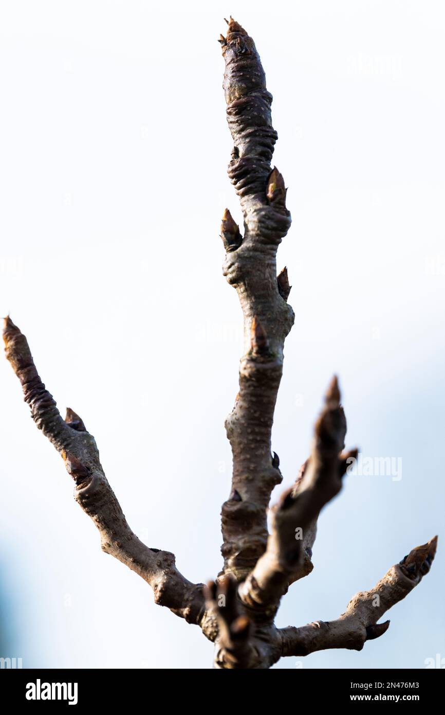 Der kleine Apfelbaum auf der Terrasse Stockfoto