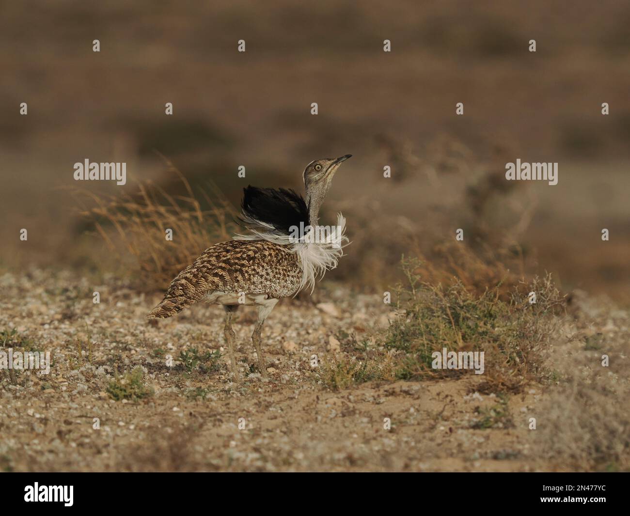 Die Halb-Wüstenebenen auf Lanzarote sind eine Hochburg für die Houbara-Bustard, obwohl es sich um eine gefährdete Art handelt, die Schutz und Unterstützung benötigt. Stockfoto