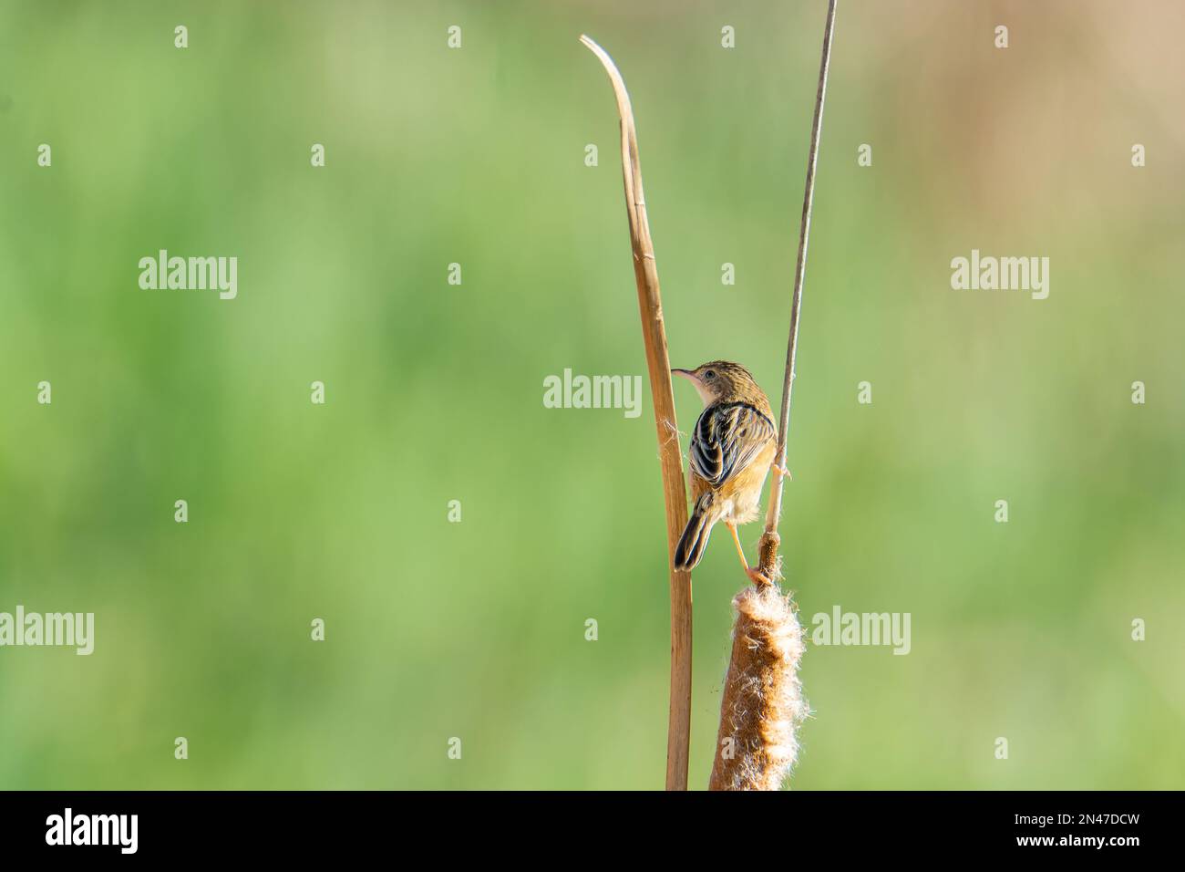 Eine zitternde Cisticola ruht auf Schilf Stockfoto